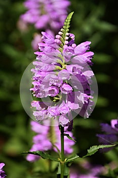 Physostegia virginianaï¼ˆVirginia lion`s heartï¼‰