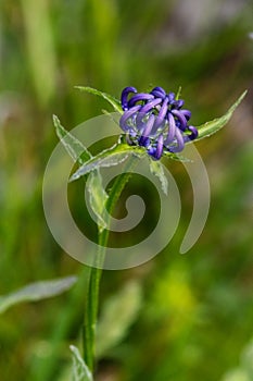 A Phyteuma hemisphaericum