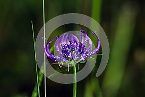 A Phyteuma hemisphaericum