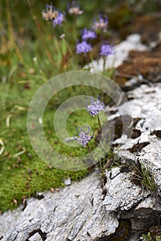 Phyteuma hemisphaericum on a rocks