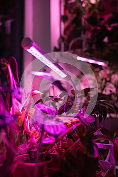 Phyto lamp illuminates plant at home. LED lamp for supplementary lighting of houseplants in winter