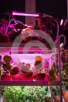 Phyto lamp illuminates plant at home. LED lamp for supplementary lighting of houseplants in winter