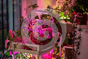 Phyto lamp illuminates plant at home. LED lamp for supplementary lighting of houseplants in winter