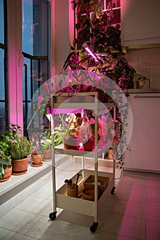 Phyto lamp illuminates plant at home. LED lamp for supplementary lighting of houseplants in winter