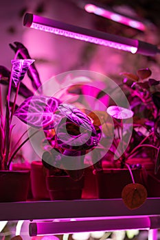 Phyto lamp illuminates plant at home. LED lamp for supplementary lighting of houseplants in winter