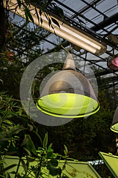 Phyto lamp for plant growth in cold season in greenhouse. Artificial lighting of plant in glasshouse