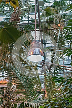 Phyto lamps for plant growth in the winter season in the greenhouse / hothouse. Artificial lighting of plants in short daylight