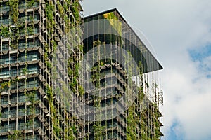 Phytodesign on city skyscrapers