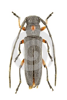 Phytoecia virgula