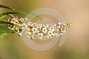Phytolacca americana - American pokeweed