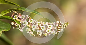 Phytolacca americana - American pokeweed