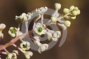 Phytolacca americana American pokeweed is an invasive plant in Andalusia with white flors and green center