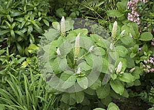 Phytolacca americana in a garden