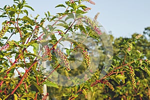 Phytolacca americana invasive plant with summer berries