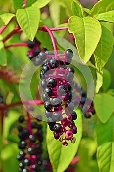 phytolacca americana, pokeweed photo