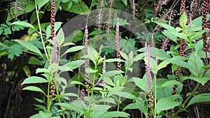 Phytolacca icosandra (button pokeweed, tropical pokeweed, twenty stamens, bayam hutan)