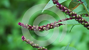 Phytolacca icosandra (button pokeweed, tropical pokeweed, twenty stamens, bayam hutan)