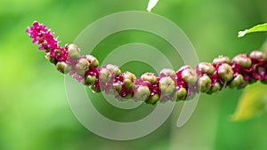 Phytolacca icosandra (button pokeweed, tropical pokeweed, twenty stamens, bayam hutan)