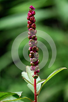 Phytolacca icosandra (button pokeweed, tropical pokeweed, twenty stamens, bayam hutan)