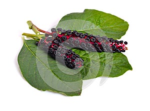 Phytolacca known as pokeweeds or pokebush, pokeberry, pokeroot o