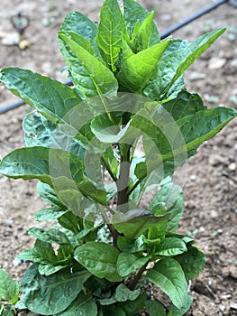 Phytolacca Plant