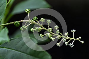 Phytolaccaceae photo