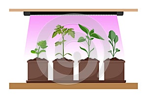 Phytolamp for plants and seedlings. Growing garden plants with purple light. Plant care. Vector illustration