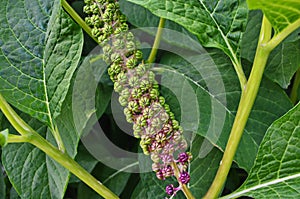 PhytolÃÂ¡cca americÃÂ¡na poisonous plant photo