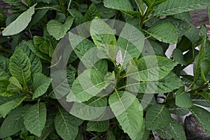 PhytolÃ¡cca americÃ¡na poisonous plant. Phytolacca acinosa medicinal and poisonous plant