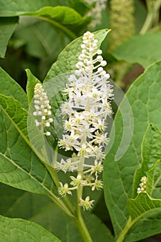 PhytolÃ¡cca americÃ¡na poisonous plant. Phytolacca acinosa medicinal and poisonous plant