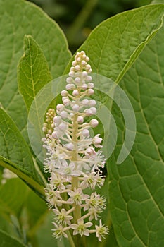 PhytolÃ¡cca americÃ¡na poisonous plant. Phytolacca acinosa medicinal and poisonous plant