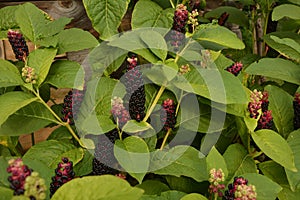 PhytolÃ¡cca americÃ¡na poisonous plant. Phytolacca acinosa medicinal and poisonous plant