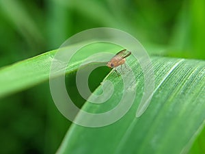 Phytomyza ranunculi is a species of fly belonging to the genus Phytomyza and the family Agromyzidae.