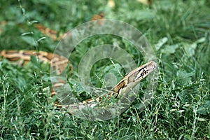 Phyton creeping in garden grass.