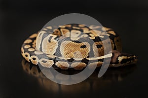 Phyton regius snake