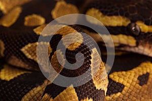 Phyton Regius snake