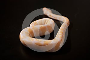 Phyton regius snake