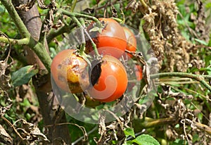Phytophthora infestans is an oomycete that causes the serious tomatoes disease known as late blight or potato blight. photo
