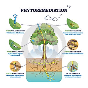 Phytoremediation as plant based approach for bioremediation outline diagram photo