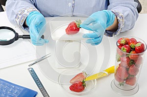 Phytosanitary expert hands weighing strawberries