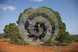 The Pi Ver d\'en Besoró, the largest pine on the island of Ibiza and cataloged as a unique tree in the Balearic Islands