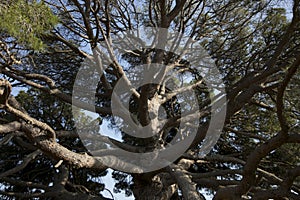 The Pi Ver d\'en Besoró, the largest pine on the island of Ibiza and cataloged as a unique tree in the Balearic Islands