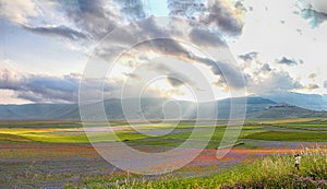 Piane di Castelluccio Umbria Italia Fioritura lenticchie photo