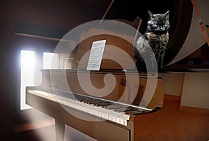 Piano and cat