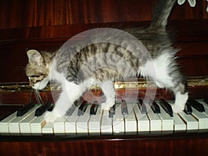 piano cat