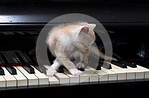 Piano cat
