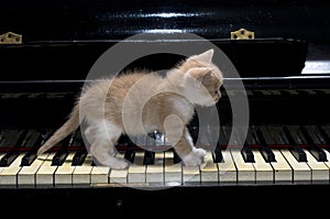 Piano cat