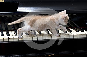 Piano cat