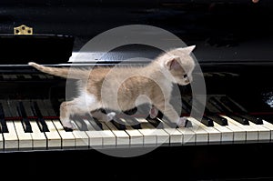 Piano cat