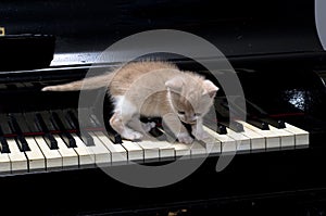 Piano cat